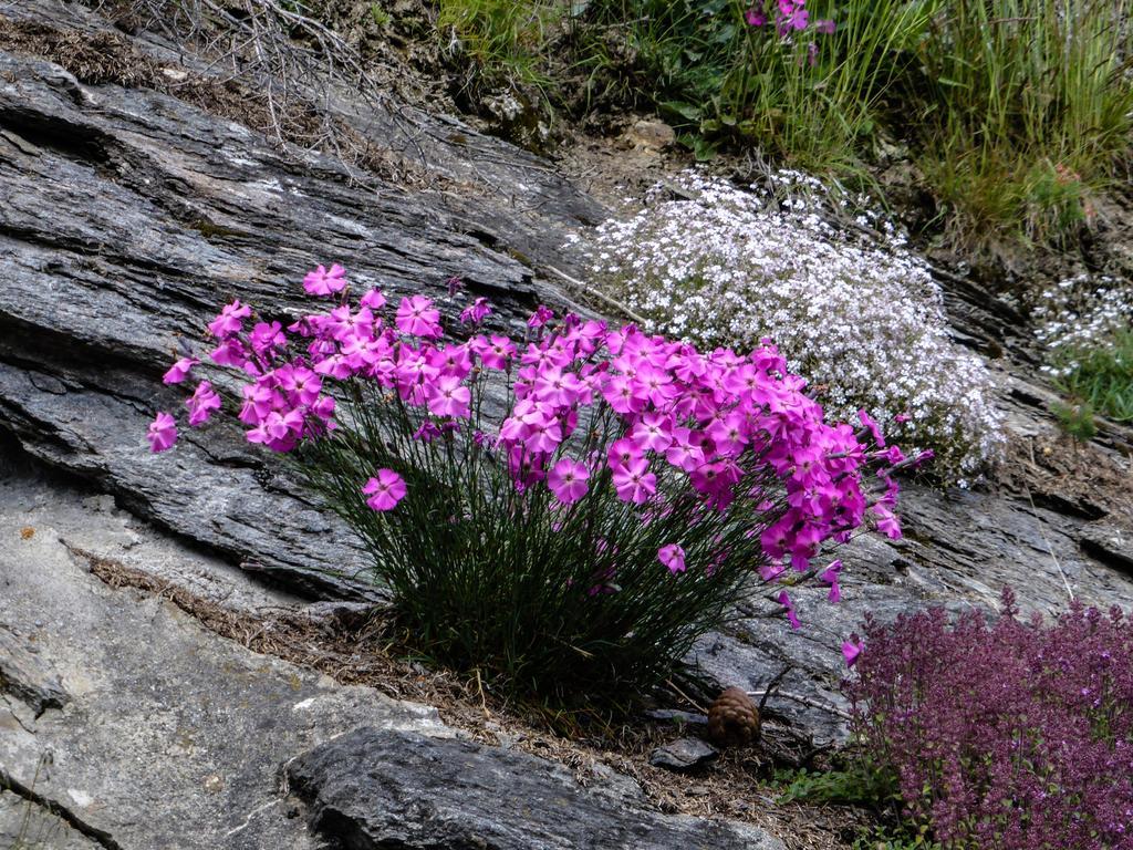 Landhaus Alpenrose - Feriendomizile Pichler Heiligenblut Exterior foto